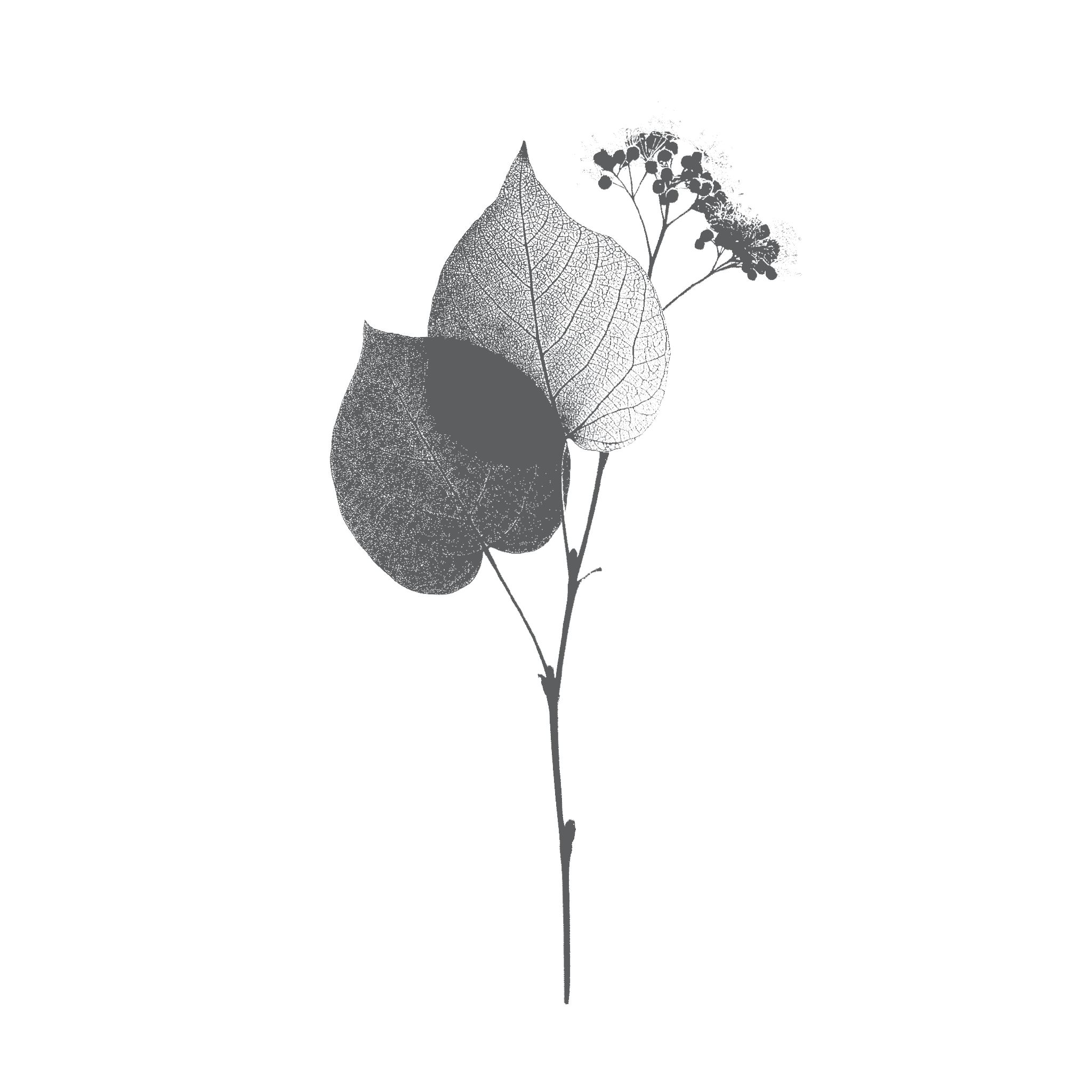 Fleur de tilleul - inspiration du parfum ODORA