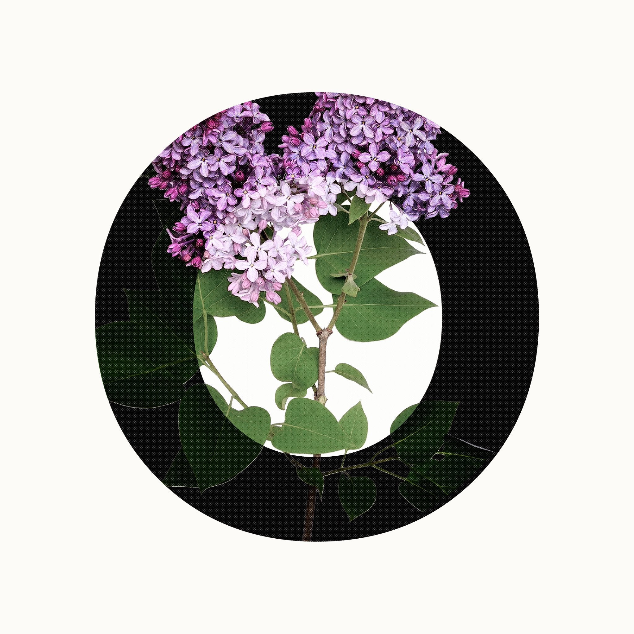 Le temps des lilas