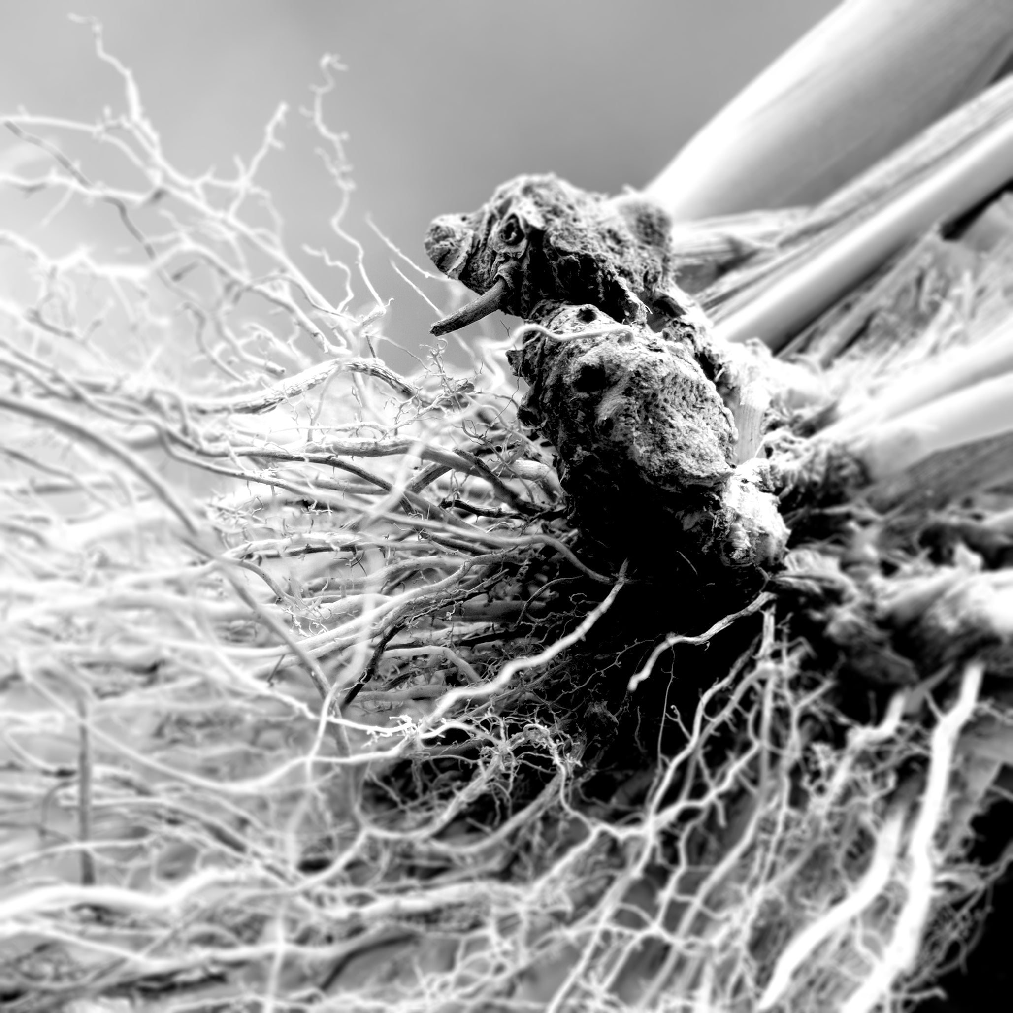 Famille Olfactive - Boisée et Aromatique