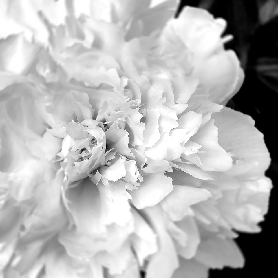 Famille Olfactive - Florale et Poudrée