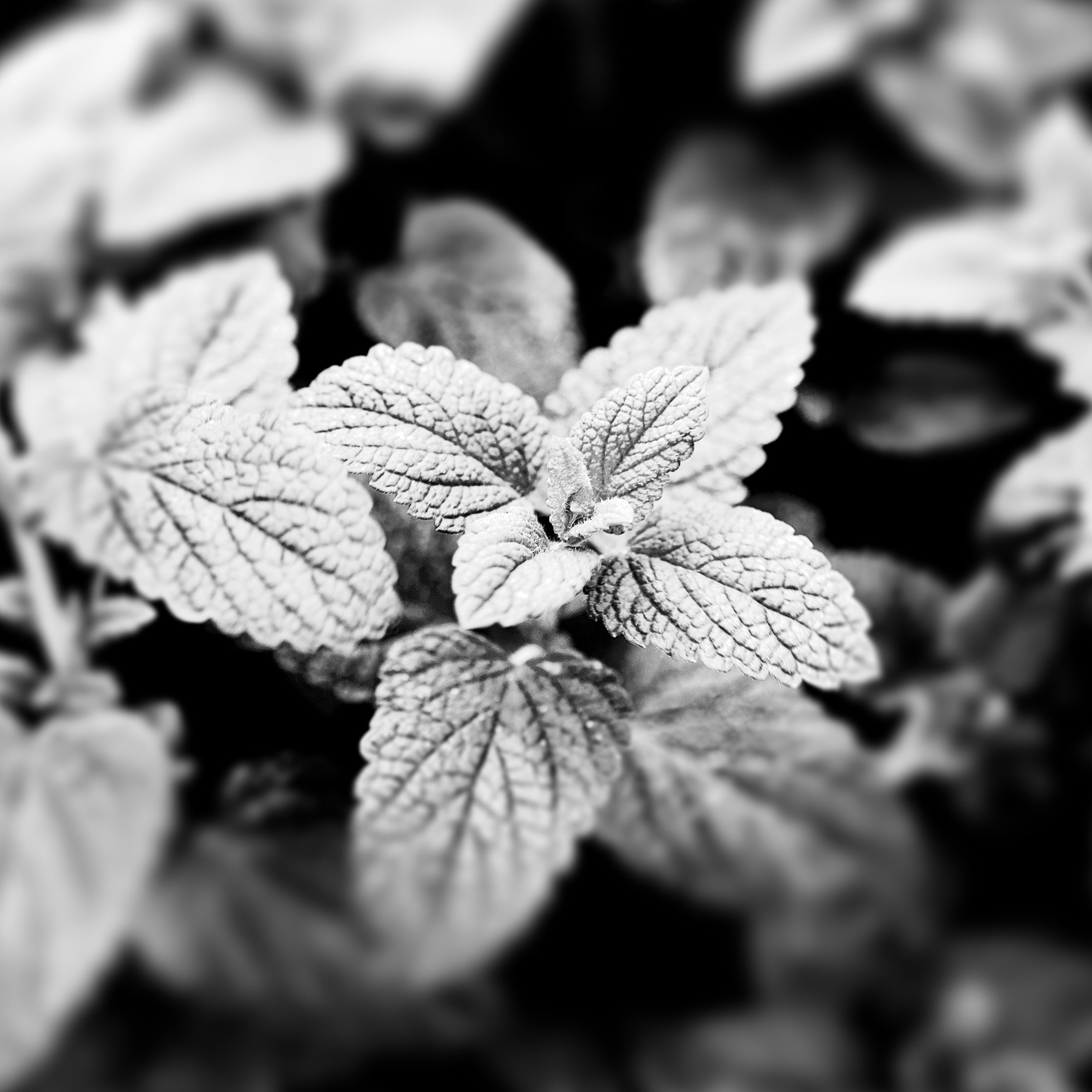 Famille Olfactive - Verte et Hespéridée