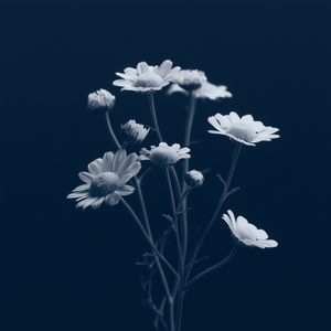 Camomille bleue