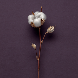 Accord coton
