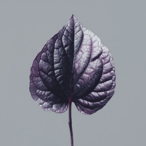 Feuille de violette
