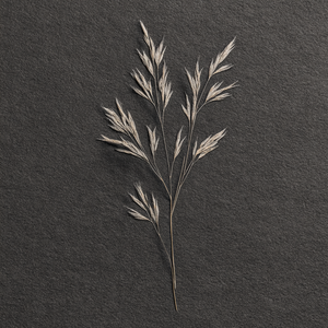Herbe sèche