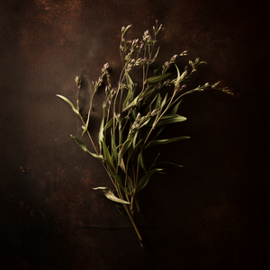 Herbes fraîches
