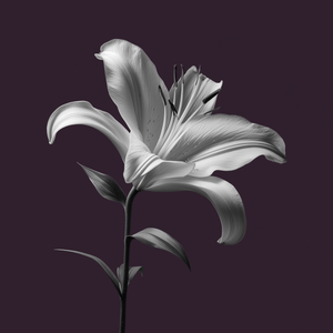 Lys